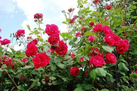 Czerwone róże - najciekawsze odmiany 