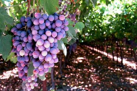 Uprawa winogron – owoce w ogrodzie