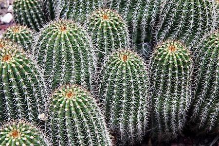 Choroby  kaktusów