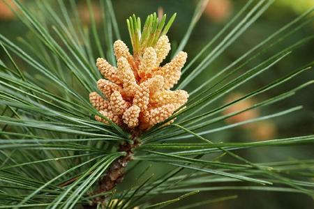 Sosna wejmutka (Wejmutka, Sosna amerykańska) – Pinus strobus