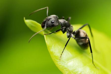 Mrówki w domu - jak pozbyć się mrówek