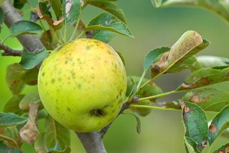 Choroby jabłoni