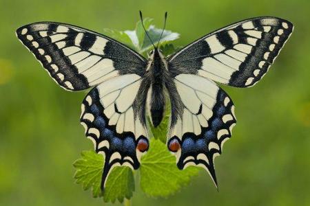 Paź królowej – Papilio machaon