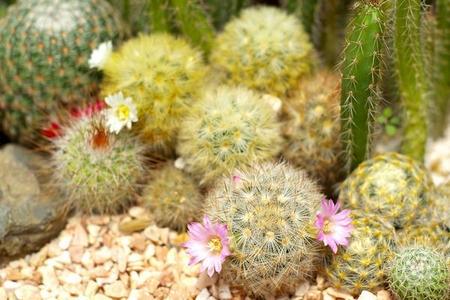 Galeria kaktusów