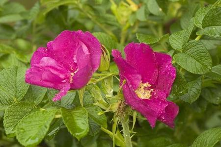 Róża pomarszczona - Rosa rugosa 