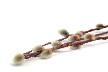 Wiklina (wierzba purpurowa) – Salix purpurea