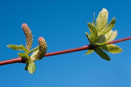 Wierzba japońska (wierzba całolistna, wierzba zwarta)  – Salix integra