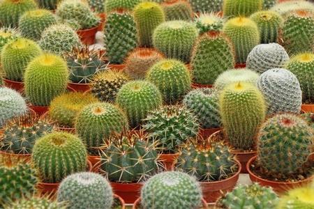 Zdjęcia kaktusów- galeria