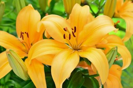 Odmiany lilii ogrodowej  - Lilium 
