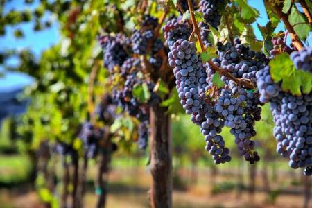 Choroby winorośli – rozpoznawanie, zwalczanie i profilaktyka