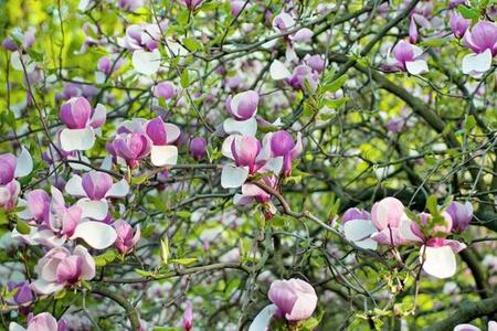 Choroby i szkodniki  magnolii