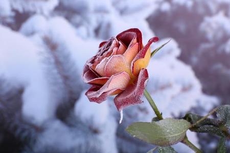 Okrywanie róż i hortensji na zimę