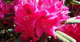 Różanecznik – Piękno w każdym ogrodzie