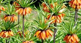 Szachownice - czarujące kwiaty cebulowe
