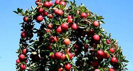 Cięcie jabłoni w okresie letnim