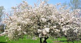Drzewa Owocowe - Jabłonie