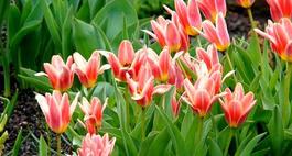 Uprawa tulipanów