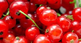 Porzeczka czerwona – Ribes rubrum