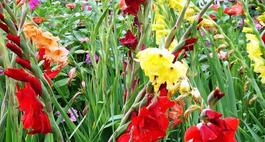 Mieczyki waleczne kwiaty - uprawa, sadzenie, rozmnażanie i pielęgnacja