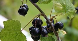 Porzeczka czarna – Ribes nigrum
