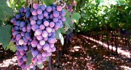 Uprawa winogron – owoce w ogrodzie