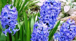 Niebieskie kwiaty – Rośliny o niebieskim kolorze