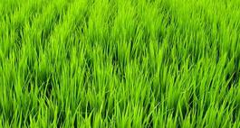 Wysiew trawy - odmiany i rodzaje 