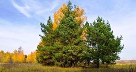 Sosna pospolita (zwyczajna) - Pinus sylvestris