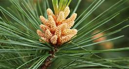 Sosna wejmutka (Wejmutka, Sosna amerykańska) – Pinus strobus