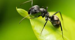 Mrówki w domu - jak pozbyć się mrówek