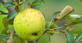 Choroby jabłoni