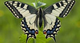 Paź królowej – Papilio machaon