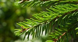 Świerk pospolity – Picea abies
