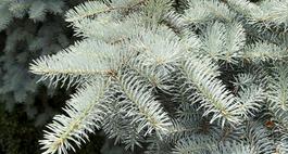 Świerk kłujący (Świerk srebrny) - Picea pungens