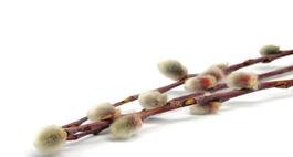 Wiklina (wierzba purpurowa) – Salix purpurea