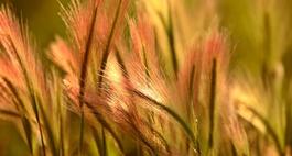 Trawy jednoroczne- wybrane gatunki i odmiany