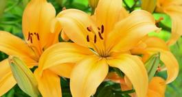 Odmiany lilii ogrodowej  - Lilium 