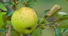 Parch jabłoni - zwalczanie