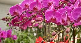 Phalaenopsis - podlewanie, uprawa i rozmnażanie