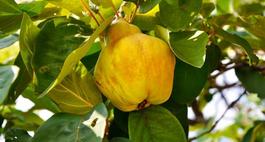 Pigwa pospolita – uprawa i owoce