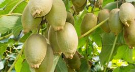 Aktinidia (kiwi) – wskazówki uprawy, pielęgnacji i popularne odmiany