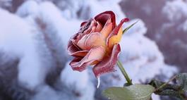 Okrywanie róż i hortensji na zimę