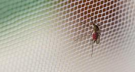 Skuteczne sposoby na komary