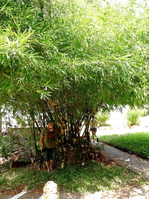 Bambus ogrodowy