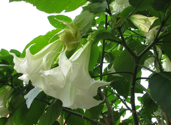 Białe kwiaty w ogrodzie