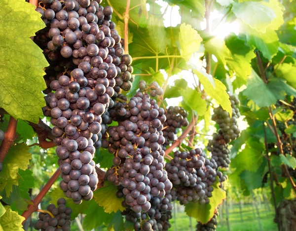 Choroby winorośli – uprawa winorośli