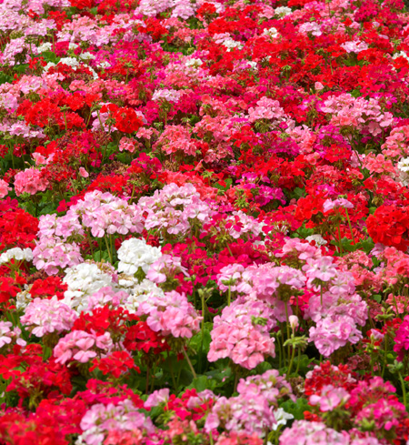 Czerwone kwiaty - pelargonie