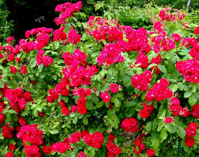 czerwone kwiaty w ogrodzie