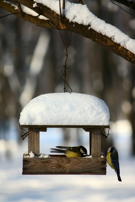 Ptaki w ogrodzie zimą