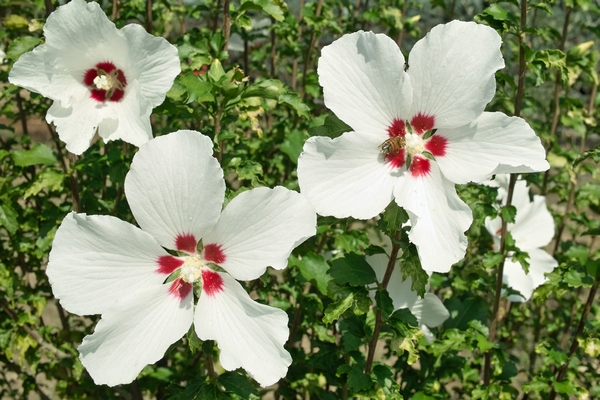 Hibiskus ogrodowy - biały